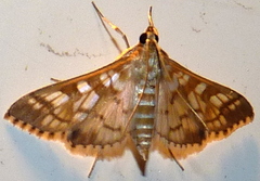 Epipagis fenestralis