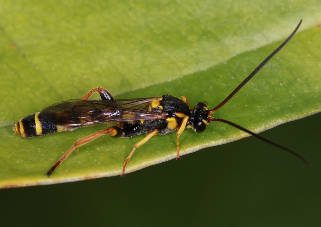 Metopius unifenestratus