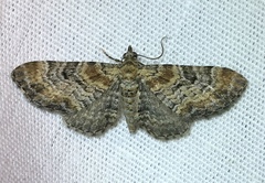 Eupithecia johnstoni