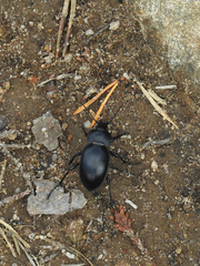Carabus glabratus