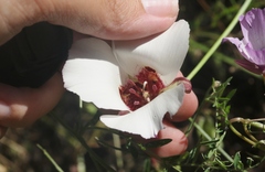 Calochortus simulans
