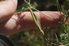 Calochortus simulans