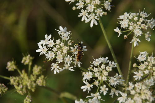 Plantain Wasp-sawfly, photo 10 of 10