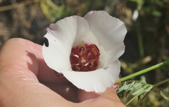 Calochortus simulans