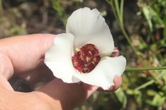 Calochortus simulans