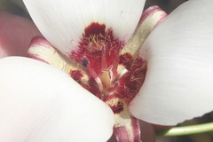 Calochortus simulans