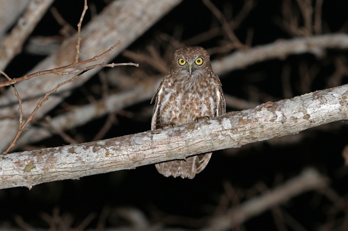 Rote Boobook (Ninox rotiensis), photo 8