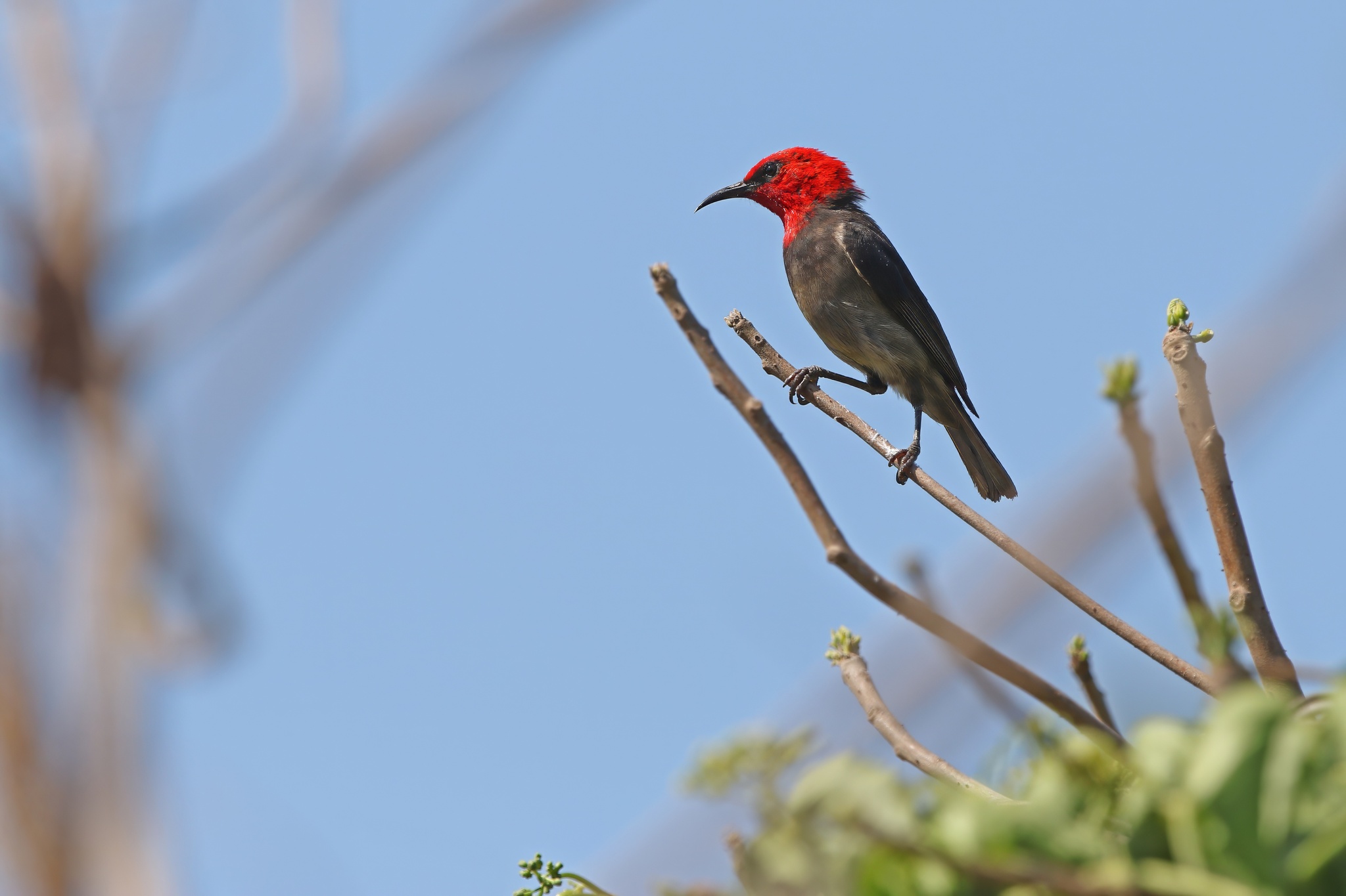 Rote Myzomela (Myzomela irianawidodoae), photo 2