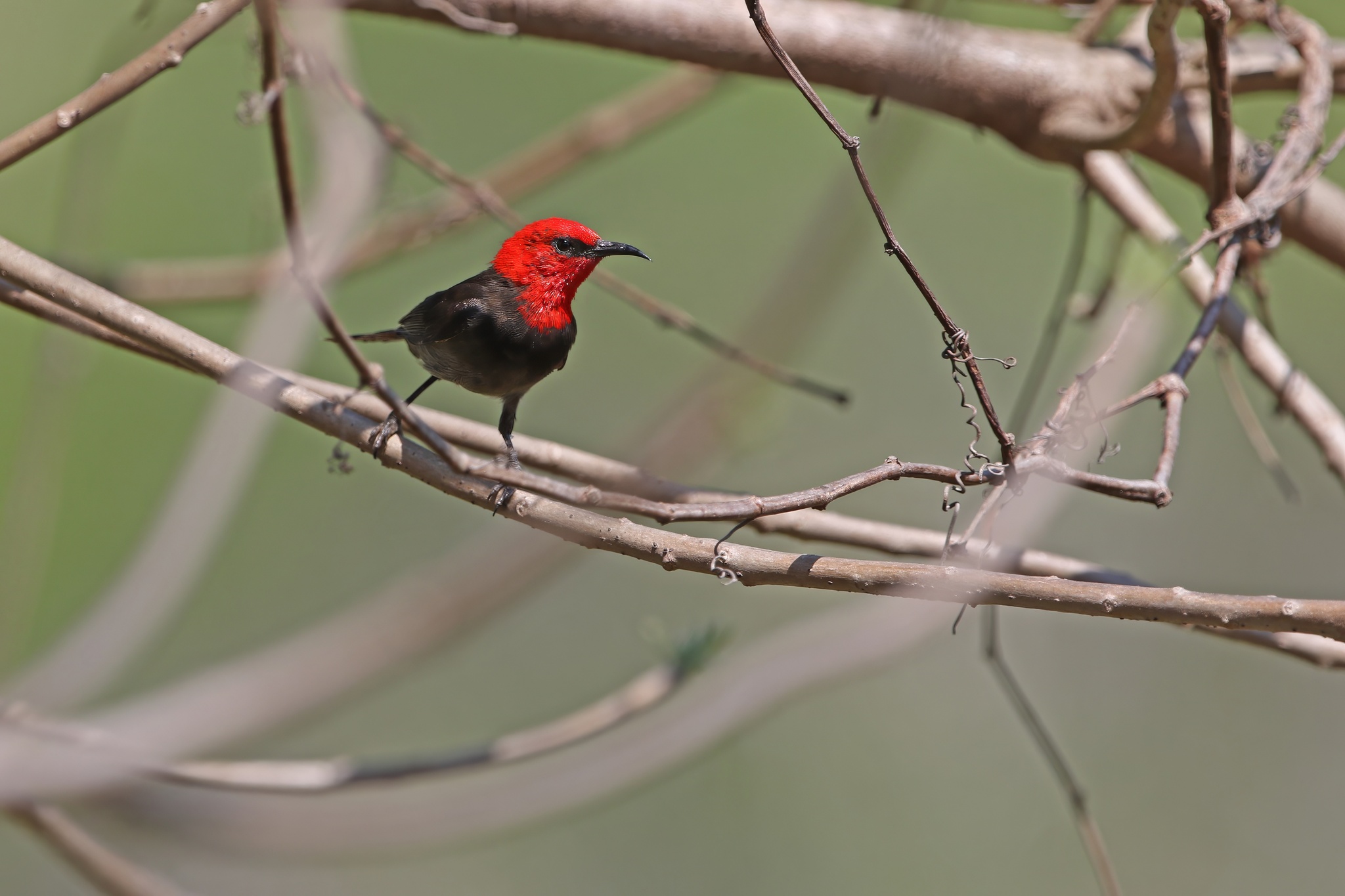 Rote Myzomela (Myzomela irianawidodoae), photo 3