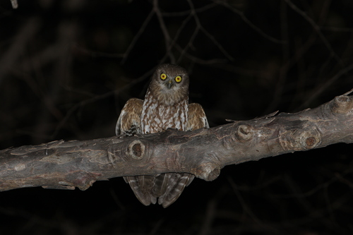 Timor Boobook (Ninox fusca), photo 5