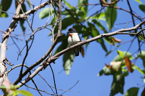 Timor Flowerpecker (Dicaeum hanieli), photo 2