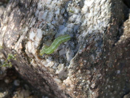iNaturalist observation photo of Butterflies and Moths