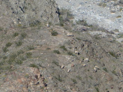 iNaturalist observation photo of Bighorn Sheep