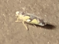 Protalebrella conica