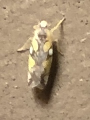 Protalebrella conica