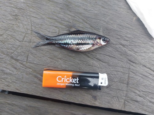 Threeband barb (Desmopuntius trifasciatus) — Cyprinidae — 2