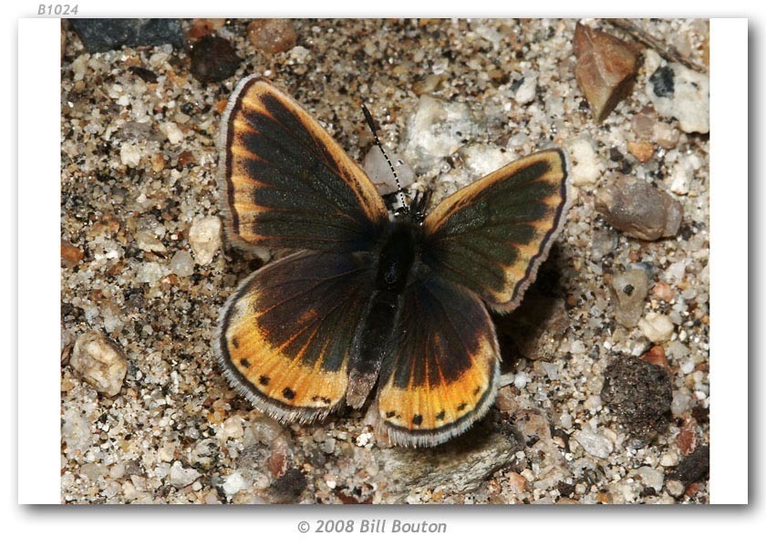 Veined Blue