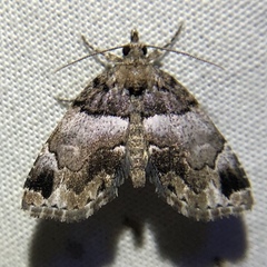 Cutina distincta