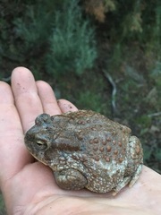 Anaxyrus microscaphus