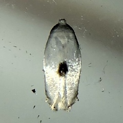 Pseudopostega quadristrigella
