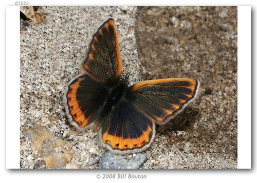Veined Blue photo 2