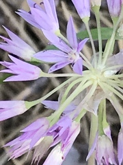 Lophioprason