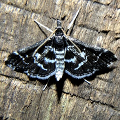 Diasemiodes janassialis