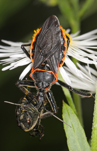 Eastern Bee Assassin photo 3