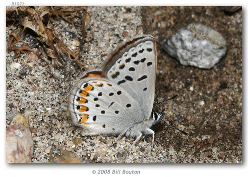 Veined Blue photo 3