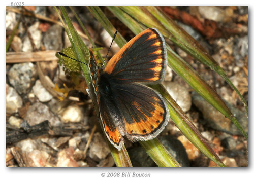 Veined Blue photo 4