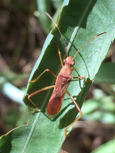Alydidae