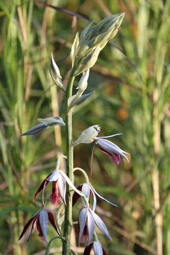 Image of Calanthe tankervilleae by no rights reserved