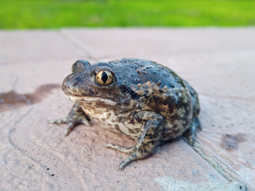 Pallas' Spadefoot, photo 10 of 10