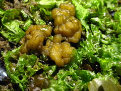 Leathesia marina