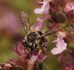 Anthidium maculosum