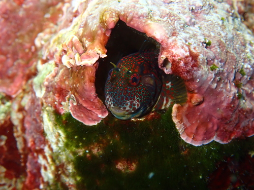 Barnacle blenny (Hypsoblennius brevipinnis) — Blenniidae — 5