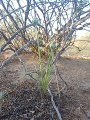 Zephyranthes longifolia