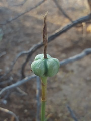 Zephyranthes longifolia