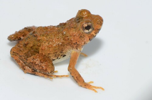 Mayoko Puddle Frog, Phrynobatrachus mayokoensis