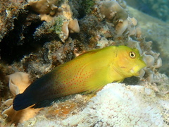 Lady Musgrave Blenny photo 4