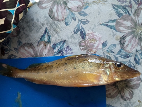 Don ruffe (Gymnocephalus acerina) — Percidae — 3