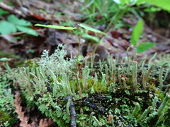 Cladonia cylindrica