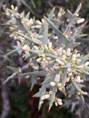 Colletia paradoxa