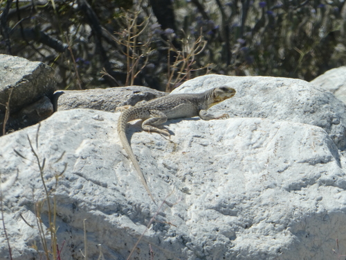iNaturalist observation photo of Desert Iguana