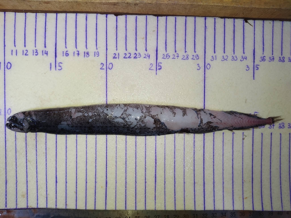 Odontostomias masticopogon