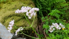 Valeriana officinalis