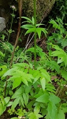 Valeriana officinalis