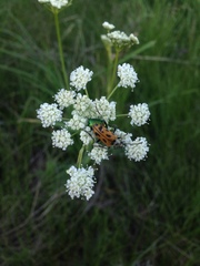 Brachyta interrogationis