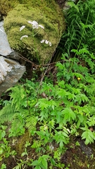 Valeriana officinalis