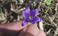 Brodiaea terrestris kernensis